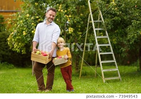 Little boy with his father picking apples in orchard.  73949543