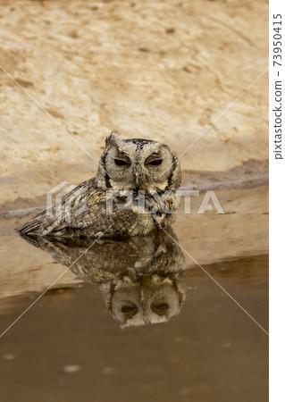 Close up view of a indian scops owl or Otus bakkamoena owlet bird with reflection in water quenching thirst from waterhole in hot summer season safari to dry deciduous forest of central india Close up view of a indian scops owl or Otus bakkamoena owlet bird with reflection in water quenching thirst from waterhole in hot summer season safari to dry deciduous forest of central india 73950415