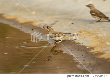 yellow throated sparrow or chestnut shouldered petronia xanthocollis bird with reflection in water quenching thirst from waterhole in hot summer season safari to dry deciduous forest of central india yellow throated sparrow or chestnut shouldered petronia xanthocollis bird with reflection in water quenching thirst from waterhole in hot summer season safari to dry deciduous forest of central india 73950416