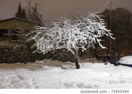 tree covered with snow in the yard near the parking tree covered with snow in the yard near the parking 73950564