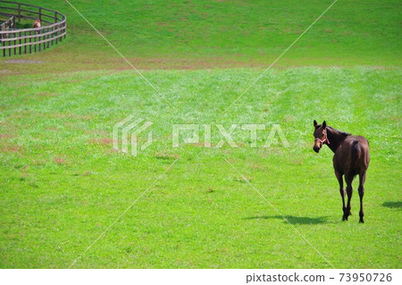 在北海道新宿市放牧的馬匹 73950726
