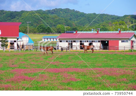 在北海道新宿市的牧場上放牧的馬匹 73950744