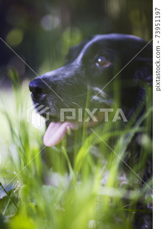 spaniel face in green grass 73951197