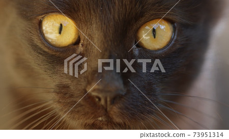 Young cat outdoors closeup footage 73951314