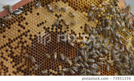 Honey bees on a hive cluster 73951339