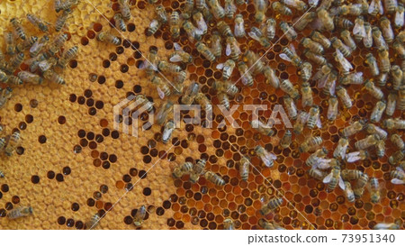 Honey bees on a hive cluster 73951340