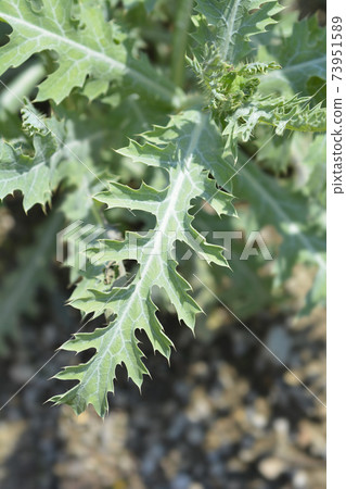 Prickly Poppy Prickly Poppy 73951589