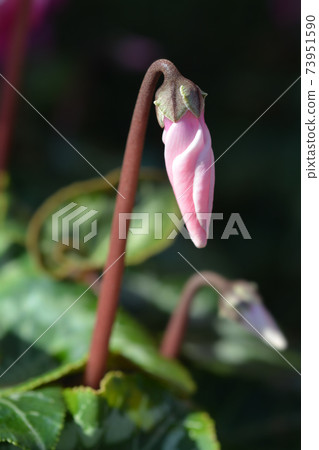 Persian cyclamen Persian cyclamen 73951590