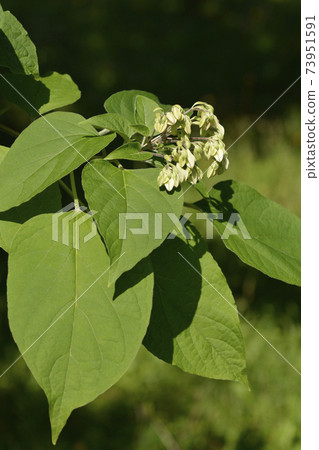 Harlequin glorybower Harlequin glorybower 73951591