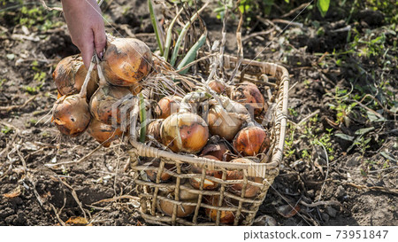 Farmer puts onion bulbs in the basket, harvesting on the bed 73951847