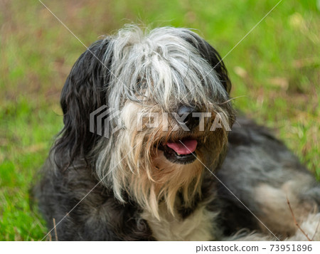 Polish Lowland Sheepdog sitting on a wooden bench in the street and showing pink tongue. Portrait of a black white dog. Polish Lowland Sheepdog sitting on a wooden bench in the street and showing pink tongue. Portrait of a black white dog. 73951896
