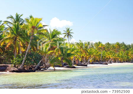 Amazing dominican beach with sea and coconut palms, sunny day. 73952500