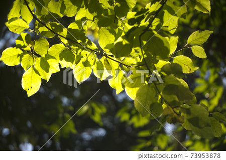 Sayama Hills with autumn leaves Autumn leaves near Konjo Yamaguchi Sayama Hills with autumn leaves Autumn leaves near Konjo Yamaguchi 73953878