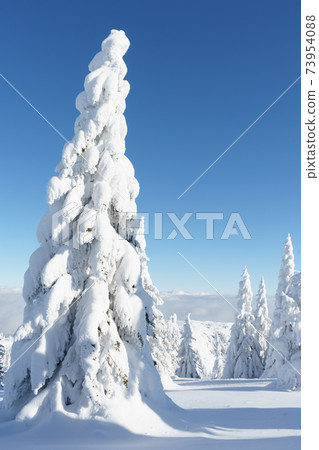 Winter mountain landscape. Fir trees under the snow. Winter mountain landscape. Fir trees under the snow. 73954088