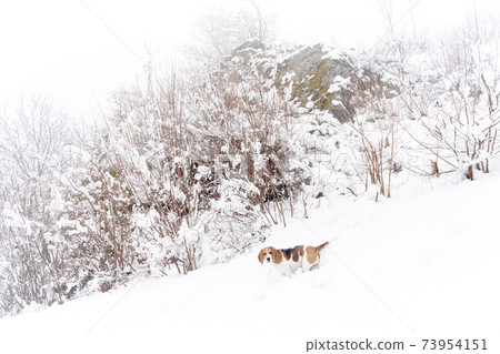Beagle dog in snow winter mountains with bushes and rock on foggy weather Beagle dog in snow winter mountains with bushes and rock on foggy weather 73954151