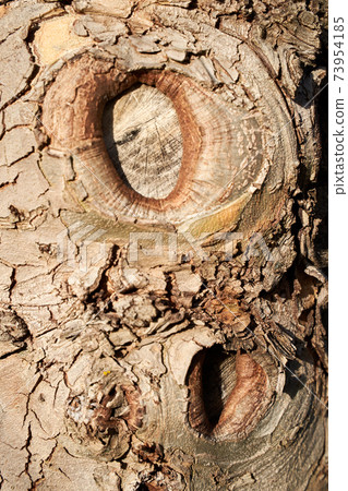 Sycamore or platanus tree macro shot with natural light. Natural pattern. 73954185