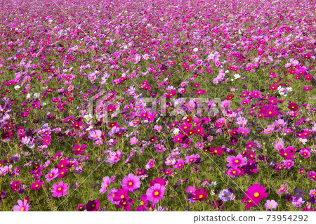 波斯菊花田 波斯菊花田 73954292
