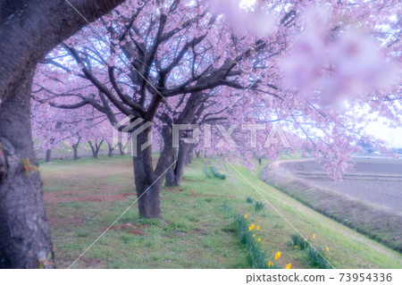 Unmanned row of cherry blossom trees in the early morning Saitama Kitaasaba Sakuratsutsumi Park 73954336