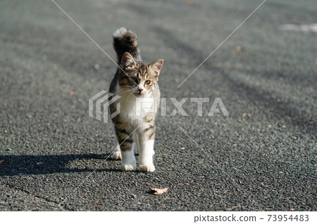 Stray cat Kijitora White kitten brothers challenge to go up to the roof of the car like a mother, but they are at a loss Stray cat Kijitora White kitten brothers challenge to go up to the roof of the car like a mother, but they are at a loss 73954483