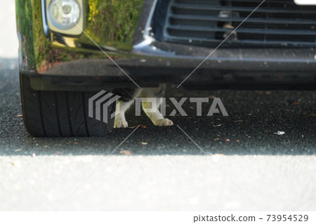 流浪貓Kijitora白色小貓兄弟像母親一樣挑戰上車的頂棚，但他們無所適從 73954529