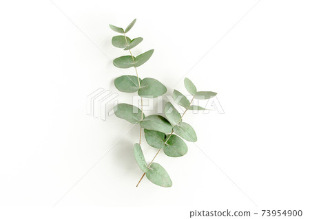 Green leaves eucalyptus isolated on white background. Green leaves eucalyptus isolated on white background. 73954900
