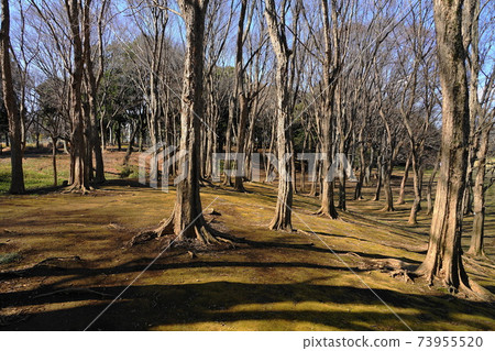 January Koganei 96 Winter Withered Hill (Acer buergerian) / Musashino Park 73955520