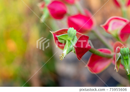Slipper plant or Euphorbia bracteata Jacq are growing up in the garden Slipper plant or Euphorbia bracteata Jacq are growing up in the garden 73955606