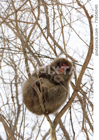 Wild Japanese macaque in winter Wild Japanese macaque in winter 73956040