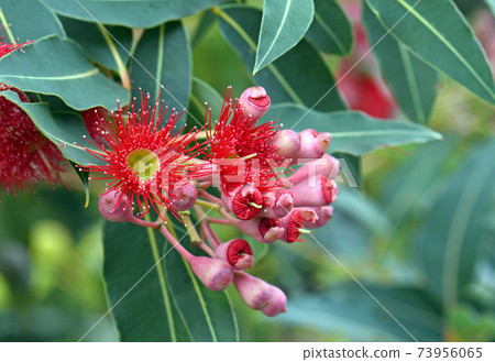 Red blossoms and pink buds of the Australian native flowering gum tree Corymbia ficifolia Wildfire variety, Family Myrtaceae. Endemic to Stirling Ranges near Albany, Western Australia. 73956065