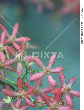 Australian Christmas nature background with copy space. Close up of star shaped pink red sepals of the New South Wales Christmas Bush, Ceratopetalum gummiferum, family Cunoniaceae 73956215