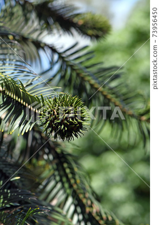 Wollemi Pine female cone, megasporophyll, growing at the end of a branch. Wollemia nobilis is an ancient conifer endemic to Australia. Conservation status is critically endangered 73956450