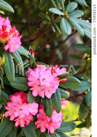 Rhododendron flower Ishikusu flower vertical position 73956513