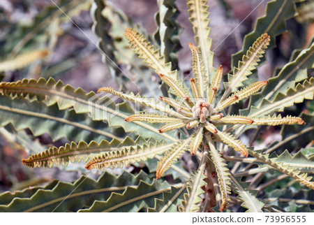 Foliage and new growth of the Australian native Acorn banksia, Banksia prionotes, family Proteaceae. Also known as the Orange Banksia Foliage and new growth of the Australian native Acorn banksia, Banksia prionotes, family Proteaceae. Also known as the Orange Banksia 73956555