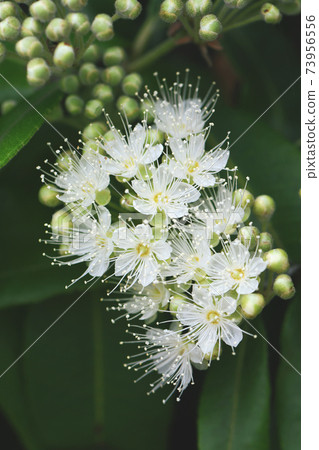 White flowers and buds of the Australian native Lemon Myrtle, Backhousia citriodora, family Myrtaceae. Endemic to coastal rainforest of New South Wales and Queensland. Lemon scented aromatic foliage 73956556