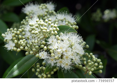 White flowers and buds of the Australian native Lemon Myrtle, Backhousia citriodora, family Myrtaceae. Endemic to coastal rainforest of New South Wales and Queensland. Lemon scented aromatic foliage 73956557