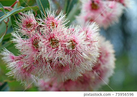 Pink and white blossoms and buds of the Australian native gum tree Corymbia Fairy Floss, family Myrtaceae. Grafted cultivar of Corymbia ficifolia which is endemic to Western Australia  73956596
