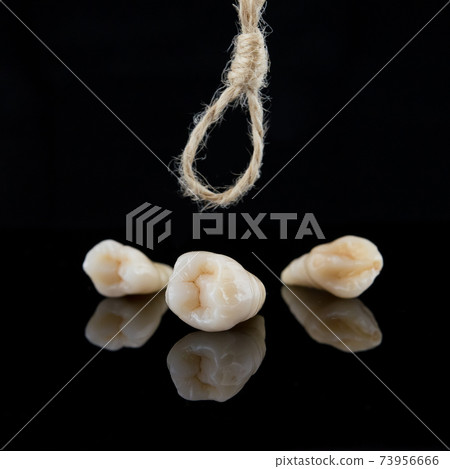 Premolar and canine tooth after removal with roots with thread on a black background. 73956666