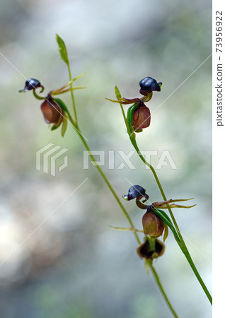 Unusual flowers of the Australian native Large Duck Orchid, Caleana major, family Orchidaceae. Also called the Flying Duck Orchid as they resemble a duck in flight. Found in Eucalyptus woodland 73956922