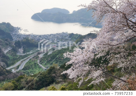 在里亞海岸的農村春天風景。櫻花盛開。 73957233