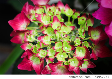 Closeup of hydrangea flowers turning from cream to pink 73957247