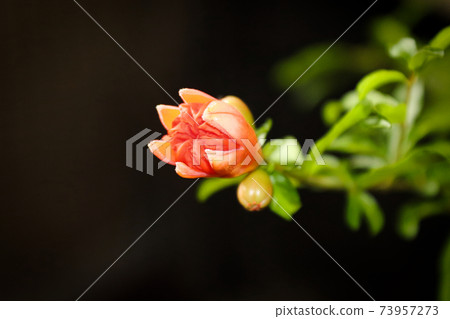 Macro of a dwarf pomagranate houseplant blossom 73957273