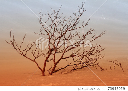 Tree in the snow Central Alps Senjojiki National Park Tree in the snow Central Alps Senjojiki National Park 73957959