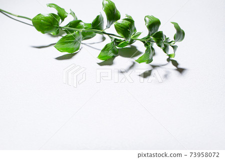 White background material of plants and shadows White background material of plants and shadows 73958072