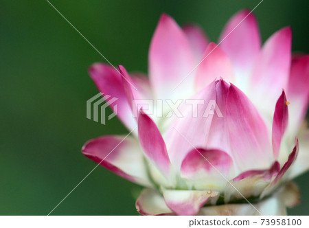 Close up of a pink and white Australian Everlasting Daisy, Xerochrysum bracteatum, family Asteraceae. Endemic to all Australian states and territories 73958100