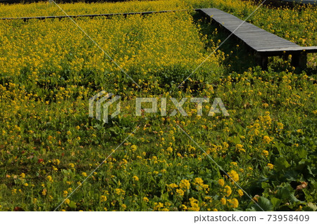 Rape blossoms 73958409