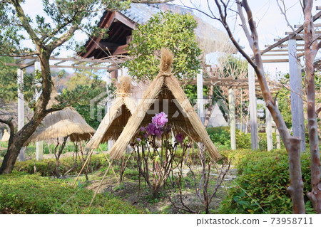 Cold peony flowers Cold peony flowers 73958711