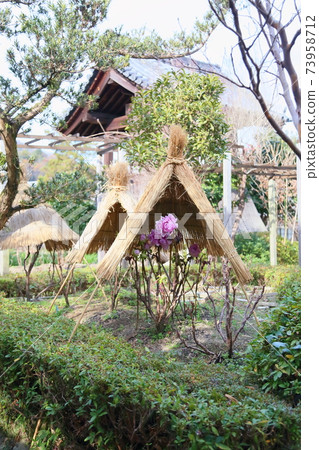 Cold peony flowers Cold peony flowers 73958712