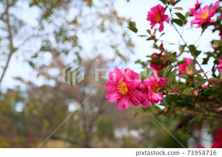 Satake花的花朵 73958716