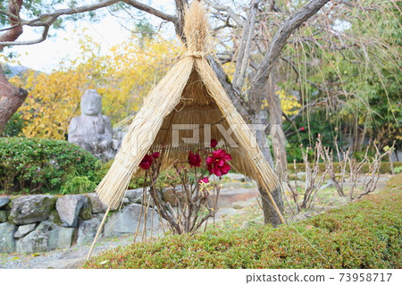 Cold peony flowers 73958717