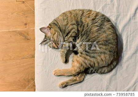 Life with a cat becomes round 73958785